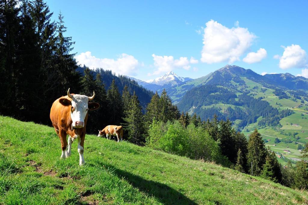 Sonnegg Hotel Zweisimmen Εξωτερικό φωτογραφία